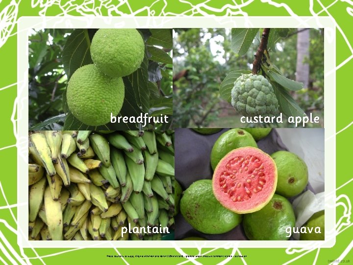 breadfruit custard apple plantain guava Photo courtesy of luigig, Virginia Mc. Millan and Narith