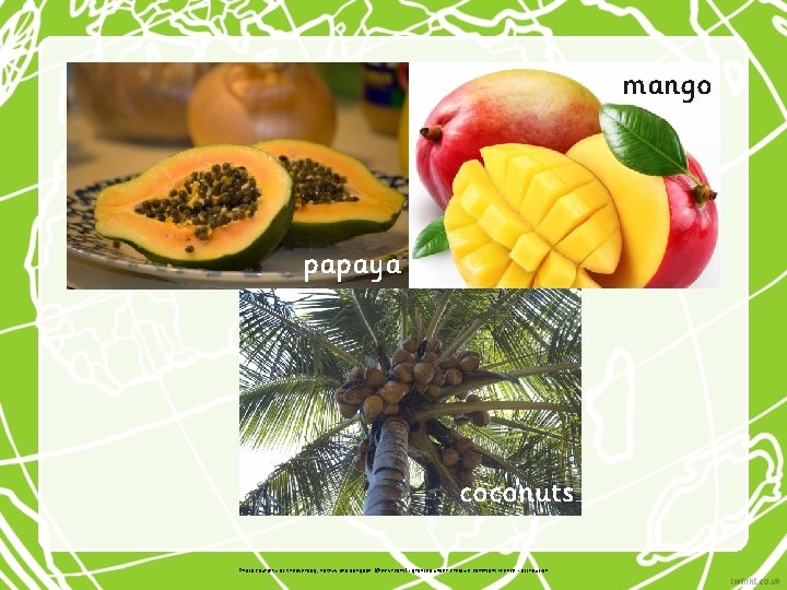 mango papaya coconuts Photo courtesy of sneakerdog, Koshyk and bangdoll (@flickr. com) - granted