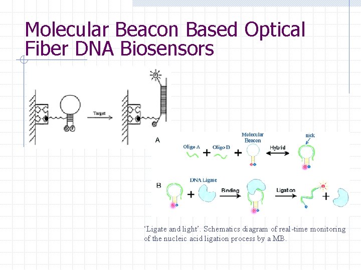 Molecular Beacon Based Optical Fiber DNA Biosensors ‘Ligate and light’. Schematics diagram of real-time