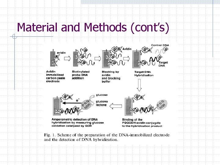 Material and Methods (cont’s) 