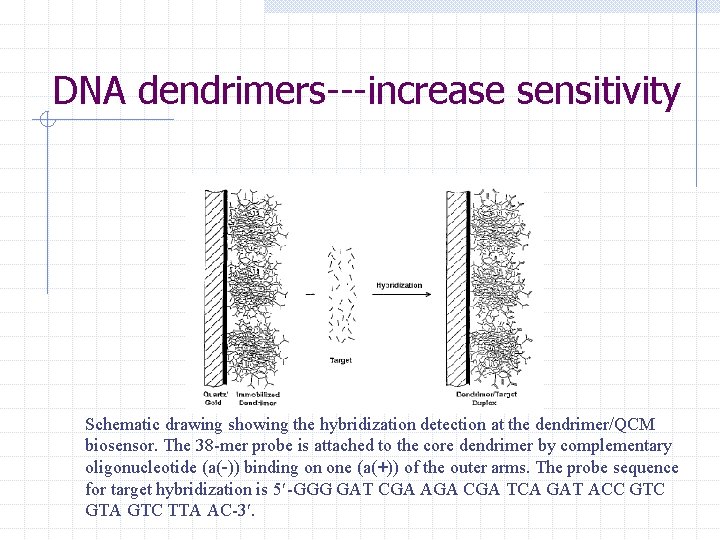 DNA dendrimers---increase sensitivity Schematic drawing showing the hybridization detection at the dendrimer/QCM biosensor. The