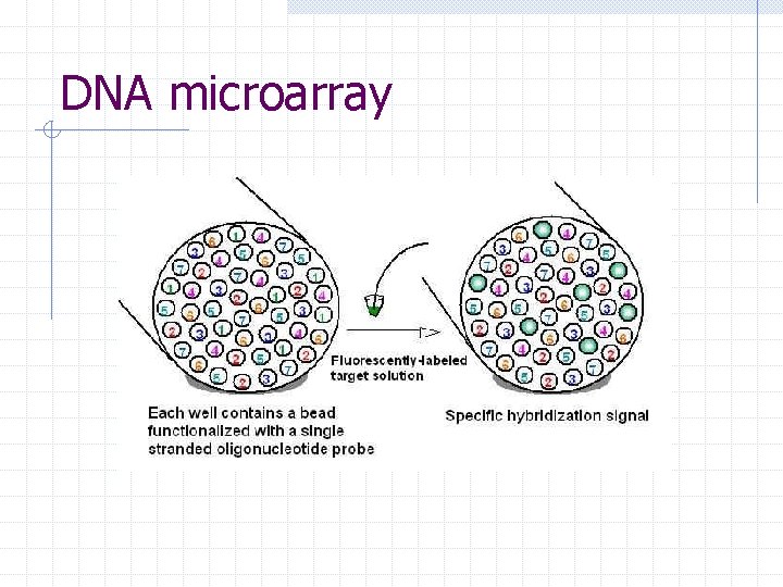 DNA microarray 