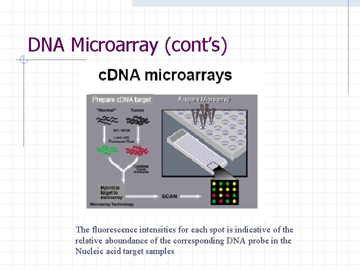 DNA Microarray (cont’s) The fluorescence intensities for each spot is indicative of the relative