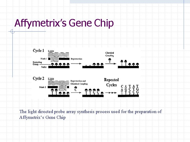 Affymetrix’s Gene Chip The light directed probe array synthesis process used for the preparation