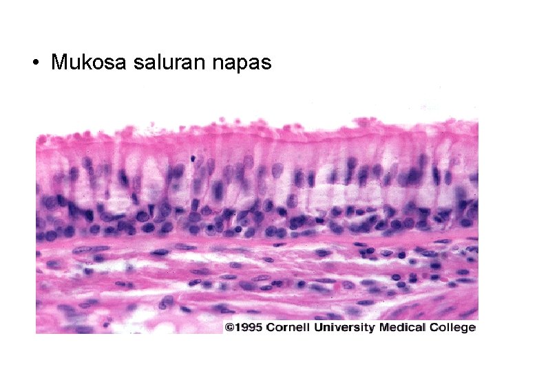  • Mukosa saluran napas 