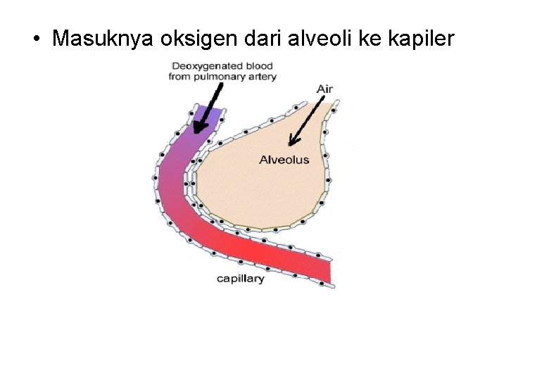  • Masuknya oksigen dari alveoli ke kapiler 