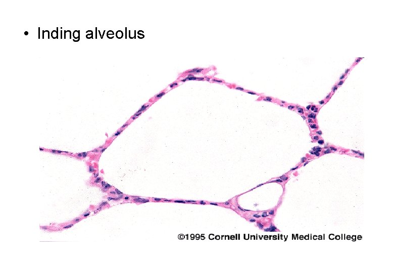  • Inding alveolus 