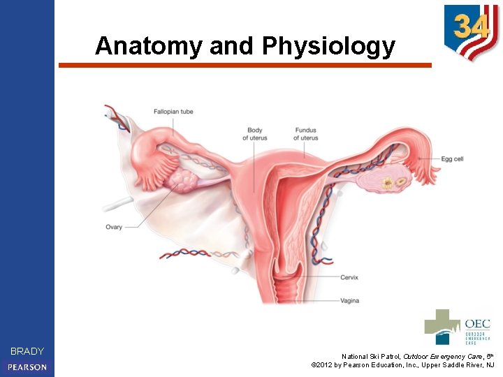 Anatomy and Physiology BRADY National Ski Patrol, Outdoor Emergency Care, 5 th © 2012