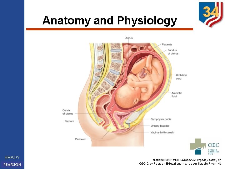 Anatomy and Physiology BRADY National Ski Patrol, Outdoor Emergency Care, 5 th © 2012