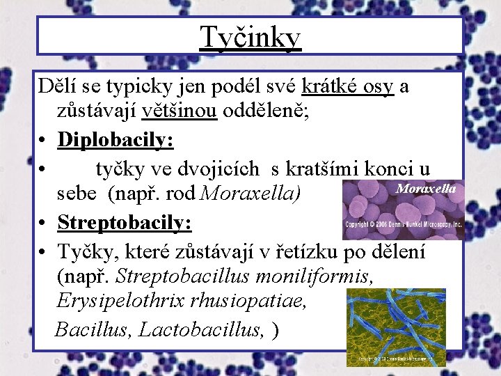 Tyčinky Dělí se typicky jen podél své krátké osy a zůstávají většinou odděleně; •