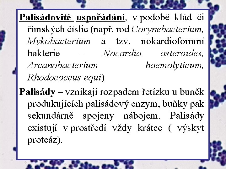 Palisádovité uspořádání, v podobě klád či římských číslic (např. rod Corynebacterium, Mykobacterium a tzv.