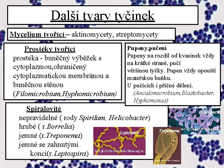 Další tvary tyčinek Mycelium tvořící – aktinomycety, streptomycety Prostéky tvořící prostéka - buněčný výběžek