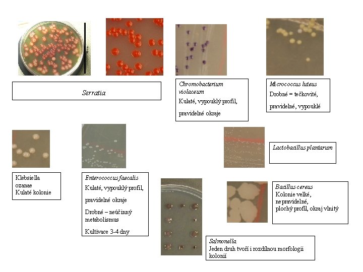 Serratia Chromobacterium violaceum Kulaté, vypouklý profil, Micrococcus luteus Drobné = tečkovité, pravidelné, vypouklé pravidelné