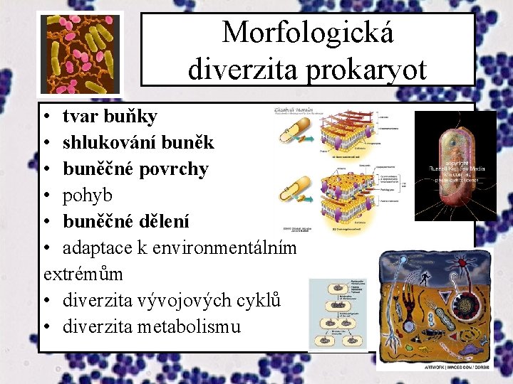 Morfologická diverzita prokaryot • tvar buňky • shlukování buněk • buněčné povrchy • pohyb