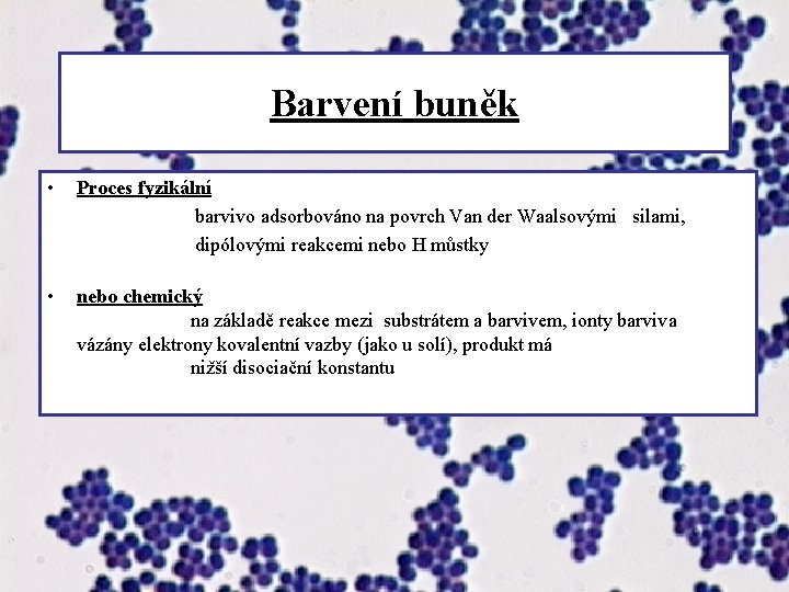 Barvení buněk • Proces fyzikální barvivo adsorbováno na povrch Van der Waalsovými silami, dipólovými