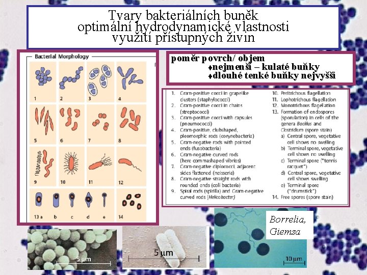 Tvary bakteriálních buněk optimální hydrodynamické vlastnosti využití přístupných živin poměr povrch/ objem tnejmenší –