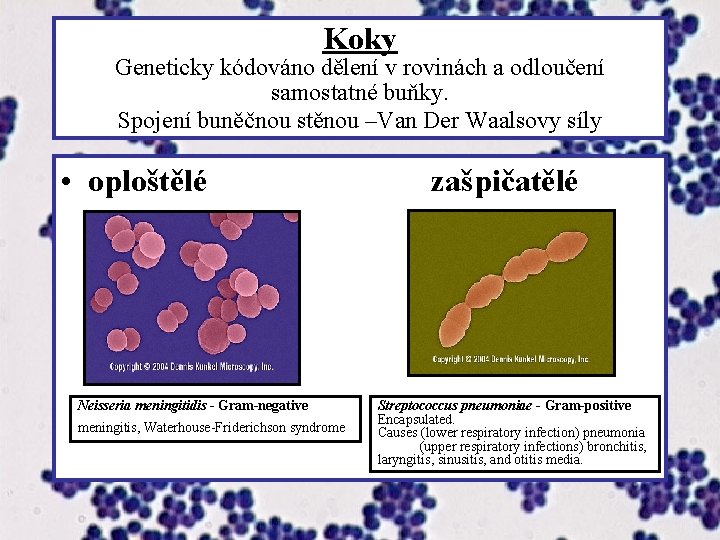 Koky Geneticky kódováno dělení v rovinách a odloučení samostatné buňky. Spojení buněčnou stěnou –Van