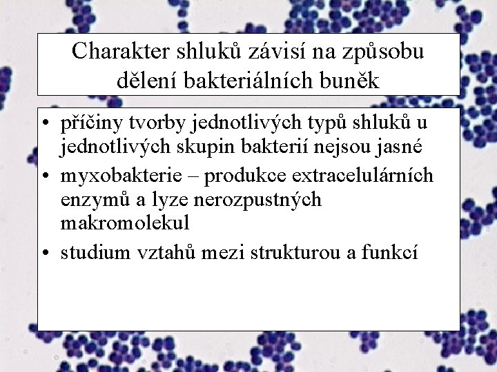 Charakter shluků závisí na způsobu dělení bakteriálních buněk • příčiny tvorby jednotlivých typů shluků