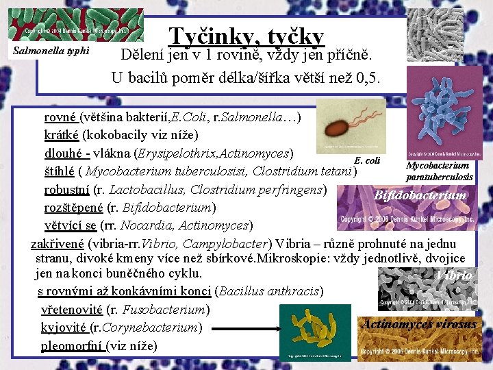 Salmonella typhi Tyčinky, tyčky Dělení jen v 1 rovině, vždy jen příčně. U bacilů