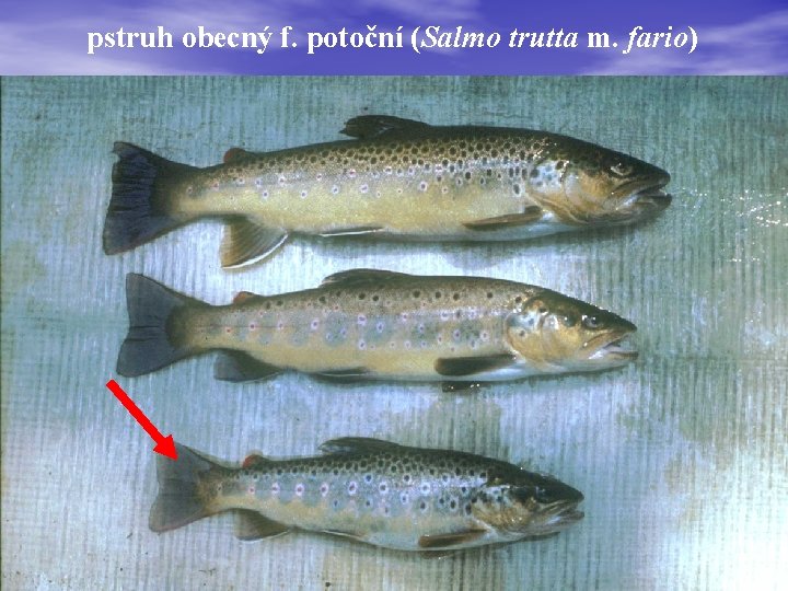 pstruh obecný f. potoční (Salmo trutta m. fario) 