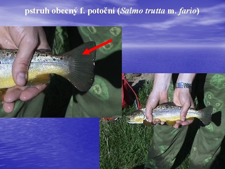 pstruh obecný f. potoční (Salmo trutta m. fario) 