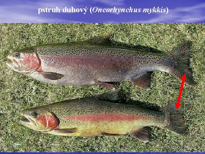 pstruh duhový (Oncorhynchus mykkis) 