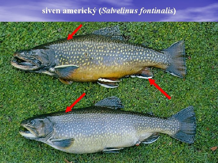 siven americký (Salvelinus fontinalis) 