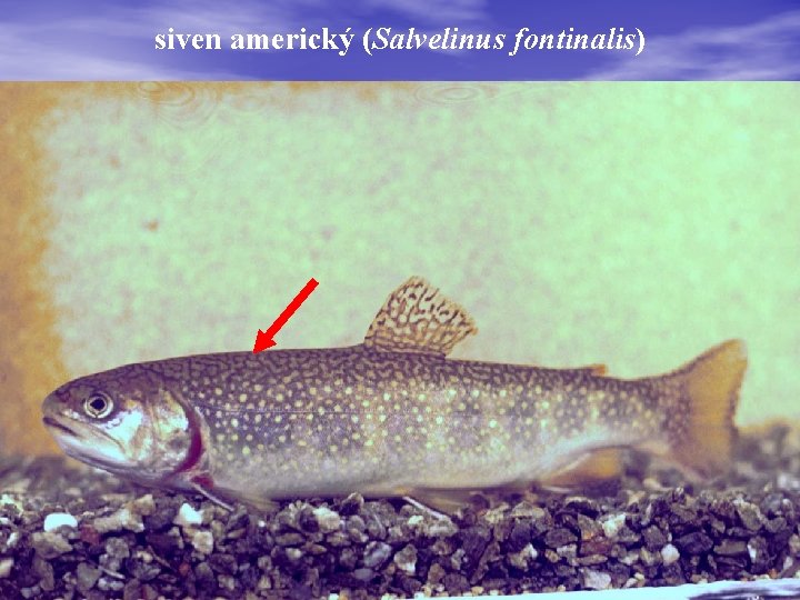 siven americký (Salvelinus fontinalis) 