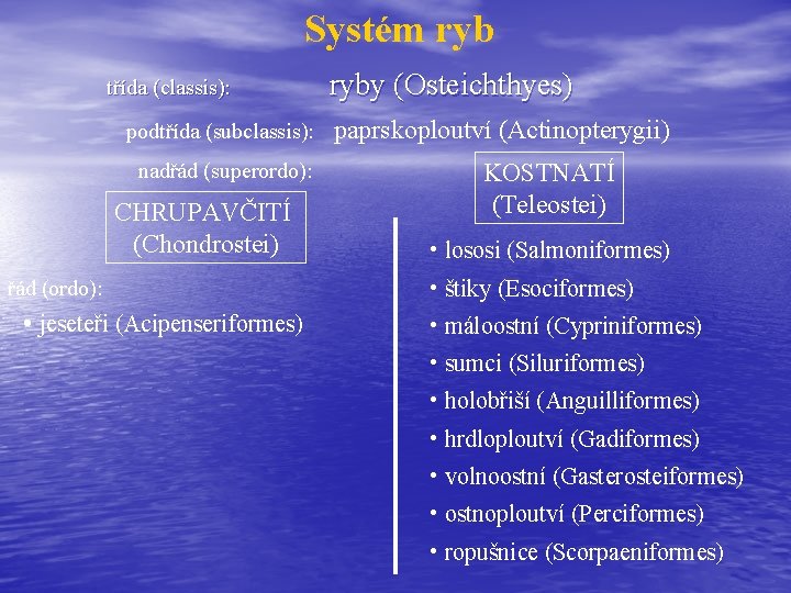 Systém ryb třída (classis): podtřída (subclassis): nadřád (superordo): CHRUPAVČITÍ (Chondrostei) řád (ordo): • jeseteři