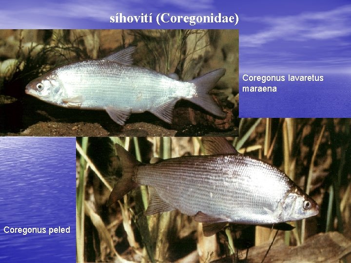 síhovití (Coregonidae) Coregonus lavaretus maraena Coregonus peled 