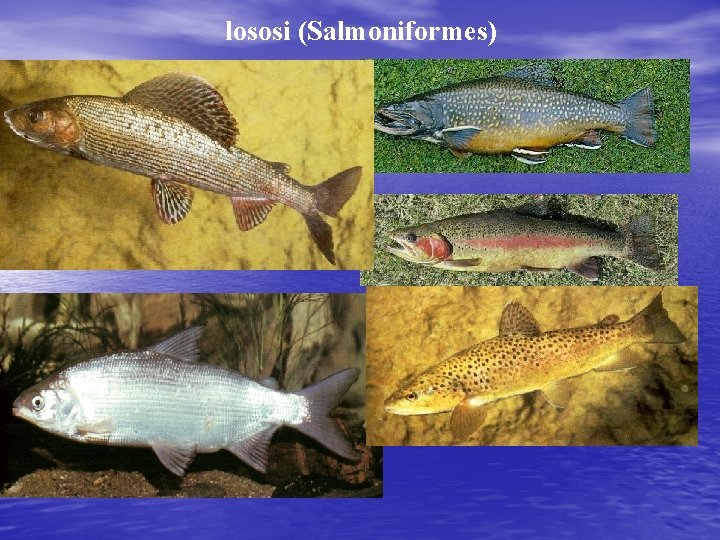 lososi (Salmoniformes) 