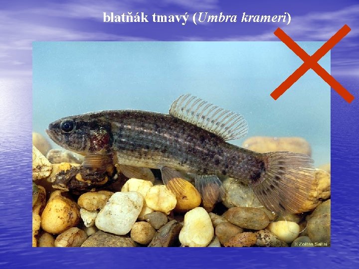 blatňák tmavý (Umbra krameri) 