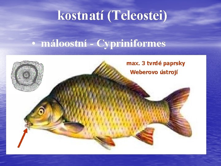 kostnatí (Teleostei) • máloostní - Cypriniformes čeleď (familia): max. 3 tvrdé paprsky Weberovo ústrojí