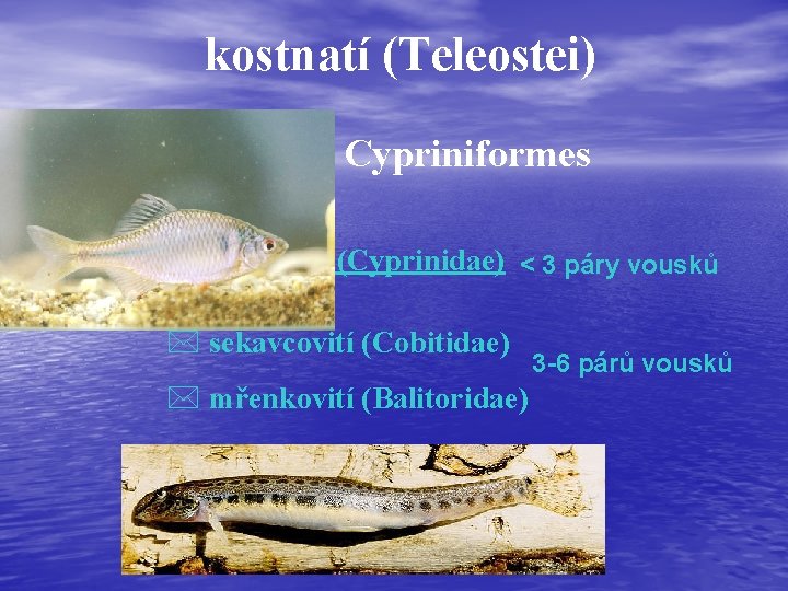 kostnatí (Teleostei) • máloostní - Cypriniformes čeleď (familia): * kaprovití (Cyprinidae) < 3 páry