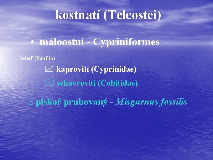 kostnatí (Teleostei) • máloostní - Cypriniformes čeleď (familia): * kaprovití (Cyprinidae) * sekavcovití (Cobitidae)