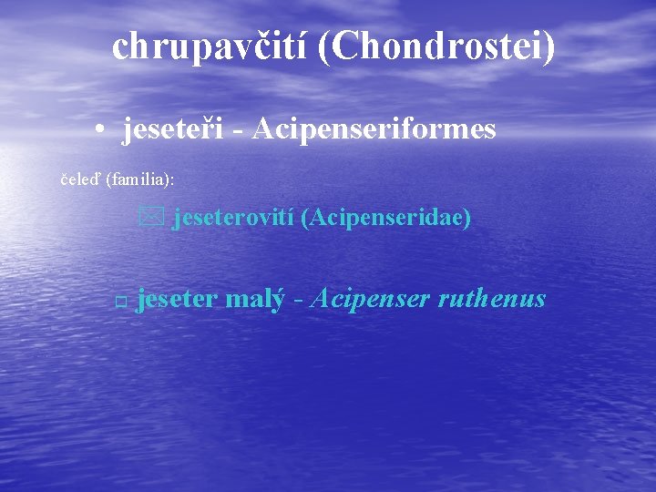 chrupavčití (Chondrostei) • jeseteři - Acipenseriformes čeleď (familia): * jeseterovití (Acipenseridae) o jeseter malý