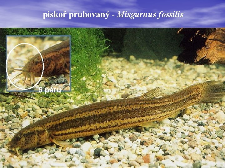 piskoř pruhovaný - Misgurnus fossilis 5 párů 