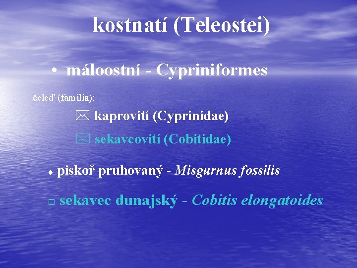 kostnatí (Teleostei) • máloostní - Cypriniformes čeleď (familia): * kaprovití (Cyprinidae) * sekavcovití (Cobitidae)
