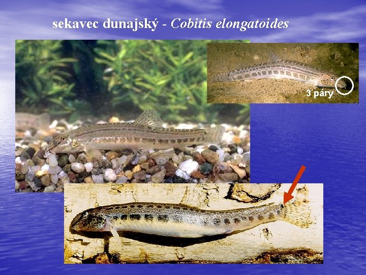 sekavec dunajský - Cobitis elongatoides 3 páry 