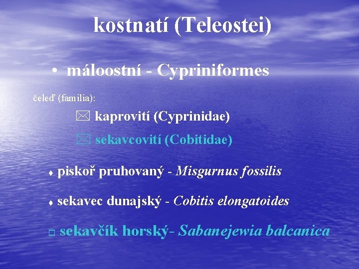 kostnatí (Teleostei) • máloostní - Cypriniformes čeleď (familia): * kaprovití (Cyprinidae) * sekavcovití (Cobitidae)