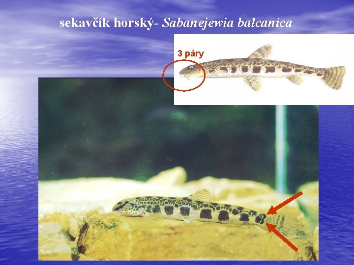 sekavčík horský- Sabanejewia balcanica 3 páry 