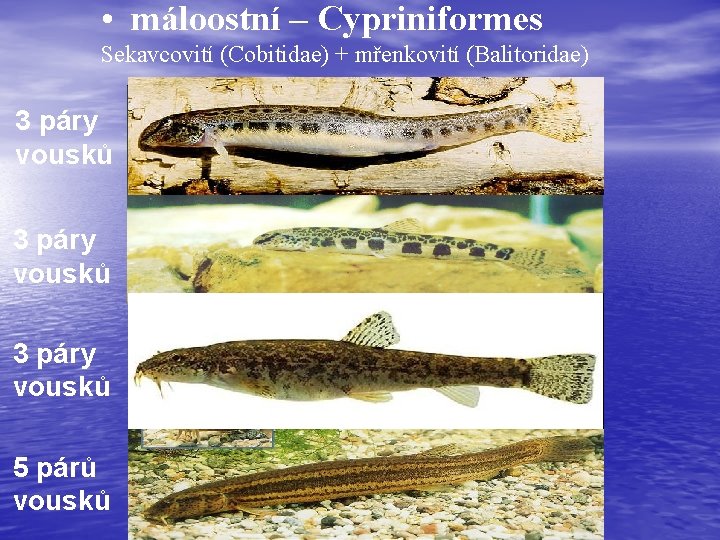  • máloostní – Cypriniformes Sekavcovití (Cobitidae) + mřenkovití (Balitoridae) 3 páry vousků 5