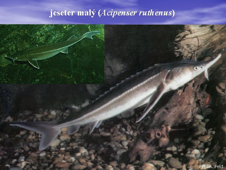 jeseter malý (Acipenser ruthenus) Foto K. Pelcl 