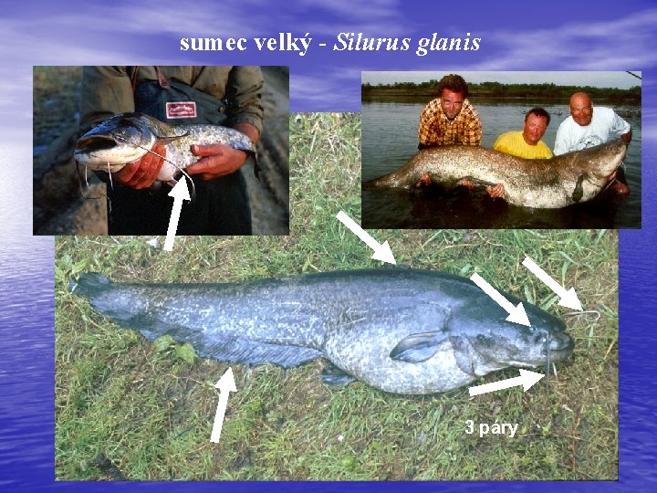 sumec velký - Silurus glanis 3 páry 