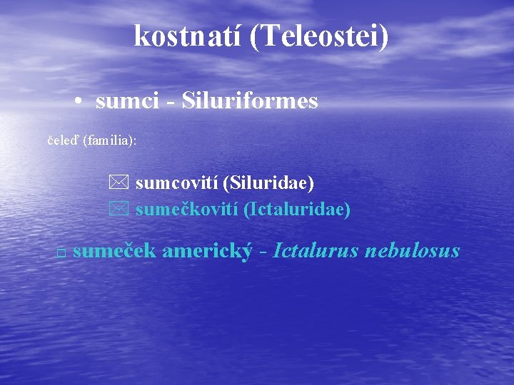 kostnatí (Teleostei) • sumci - Siluriformes čeleď (familia): * sumcovití (Siluridae) * sumečkovití (Ictaluridae)