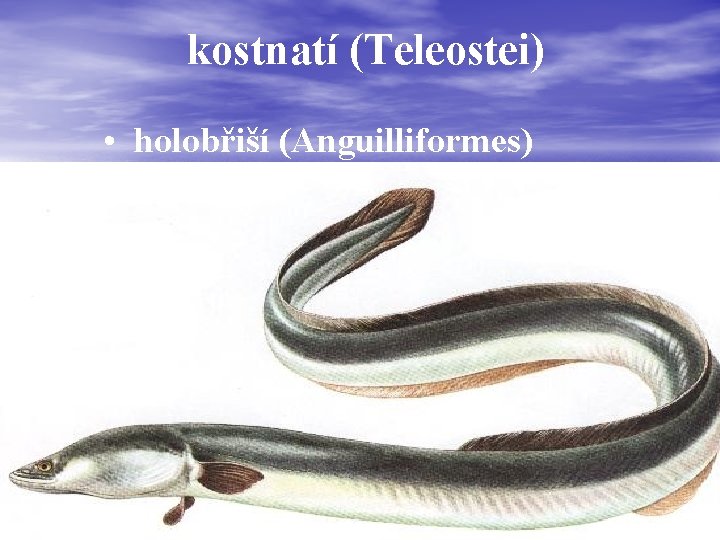 kostnatí (Teleostei) • holobřiší (Anguilliformes) čeleď (familia): * úhořovití (Anguillidae) o úhoř říční- Anguilla