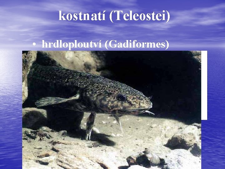 kostnatí (Teleostei) • hrdloploutví (Gadiformes) PECTORAL VENTRAL 