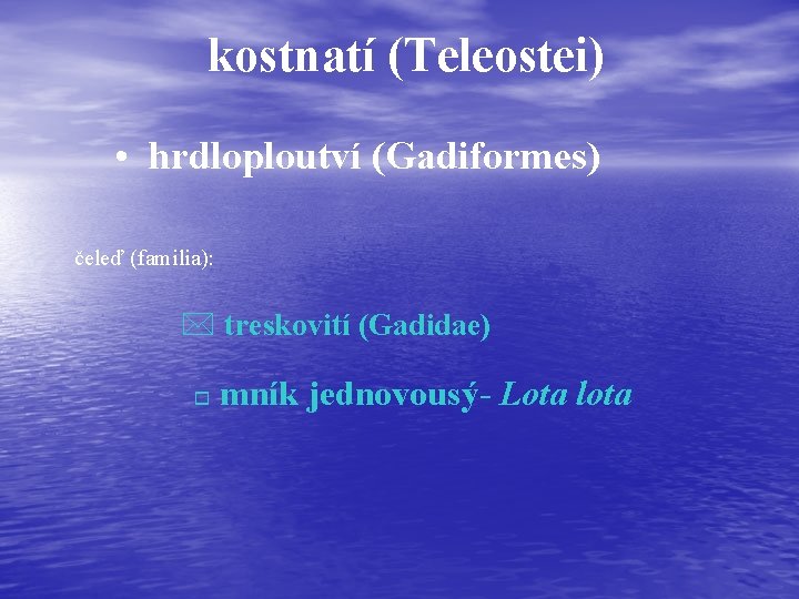 kostnatí (Teleostei) • hrdloploutví (Gadiformes) čeleď (familia): * treskovití (Gadidae) o mník jednovousý- Lota