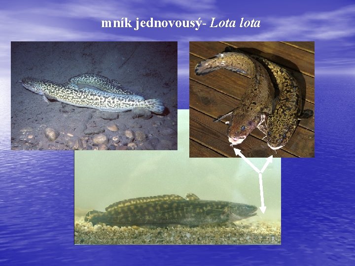 mník jednovousý- Lota lota 