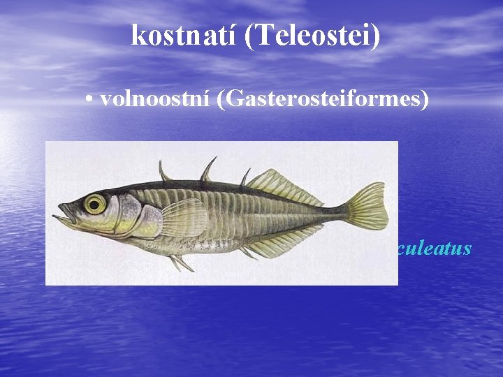 kostnatí (Teleostei) • volnoostní (Gasterosteiformes) čeleď (familia): * koljuškovití (Gasterosteidae) o koljuška tříostná -